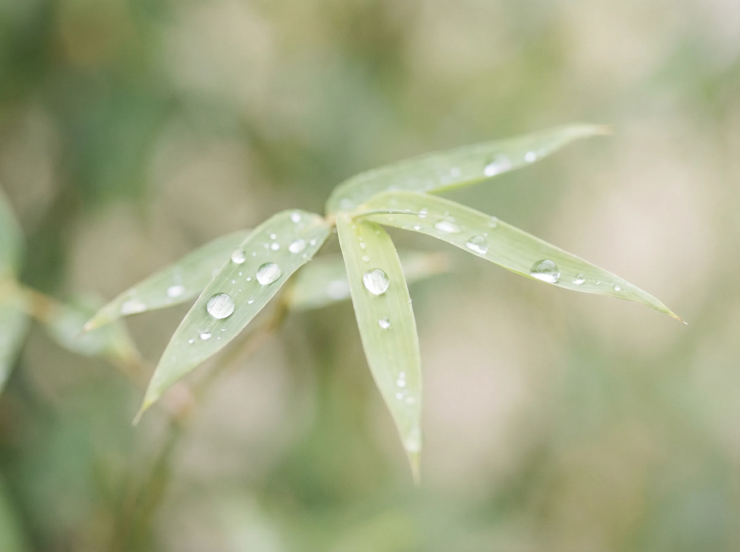 竞彩网 APP自然过滤移动体验